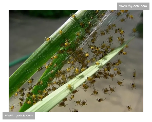 小蜘蛛的警示：世俱杯细节如丝，疏漏即失良机